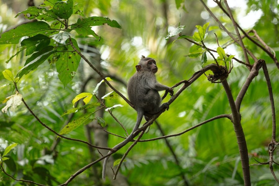 12.00 - Visit Ubud Monkey Forest