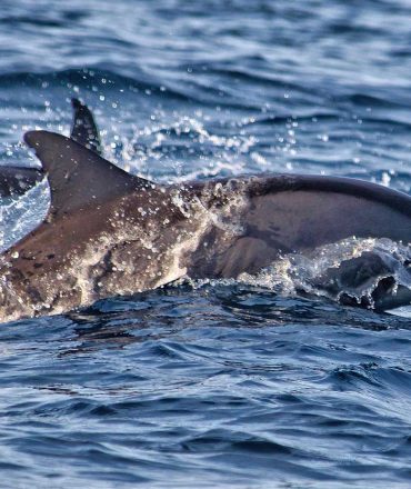 balitourvoyage lovina beach dolphin