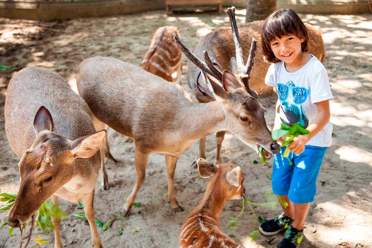 Bali Zoo - Animal Petting