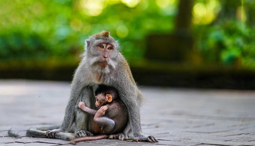 balitourvoyage sacred monkey forest ubud header