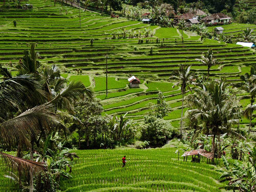 Jatiluwih Bali Rice Terrace